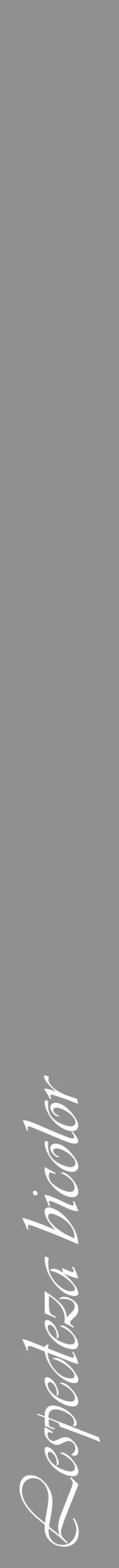 Étiquette de : Lespedeza bicolor - format a - style blanche4viv avec comestibilité - position verticale
