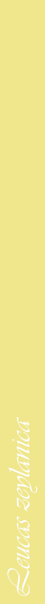 Étiquette de : Leucas zeylanica - format a - style blanche20viv avec comestibilité