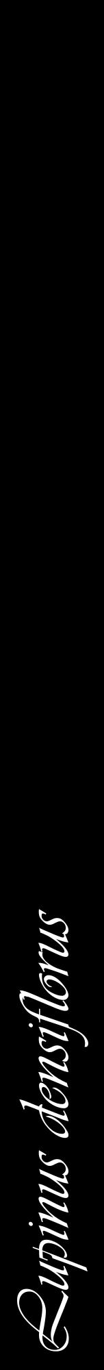 Étiquette de : Lupinus densiflorus - format a - style blanche59viv avec comestibilité