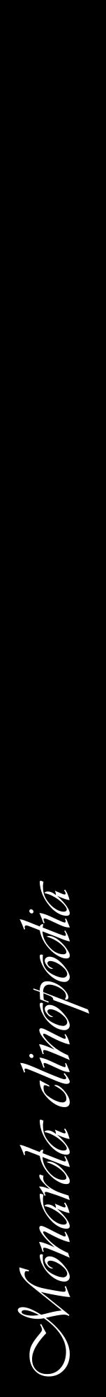 Étiquette de : Monarda clinopodia - format a - style blanche59viv avec comestibilité