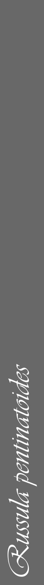 Étiquette de : Russula pentinatoides - format a - style blanche43viv avec comestibilité - position verticale