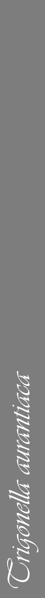 Étiquette de : Trigonella aurantiaca - format a - style blanche35viv avec comestibilité - position verticale