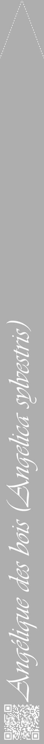 Étiquette de : Angelica sylvestris - format b - style blanche22viv avec qrcode et comestibilité - position verticale
