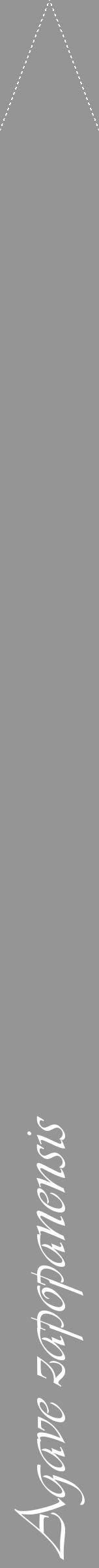 Étiquette de : Agave zapopanensis - format b - style blanche16viv avec comestibilité - position verticale