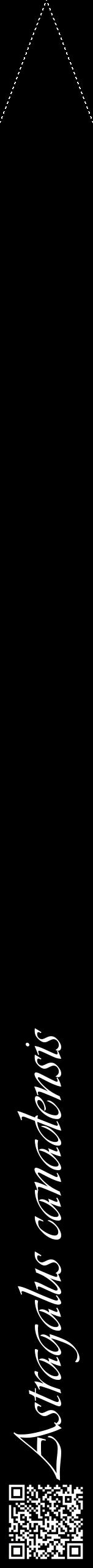 Étiquette de : Astragalus canadensis - format b - style blanche59viv avec qrcode et comestibilité