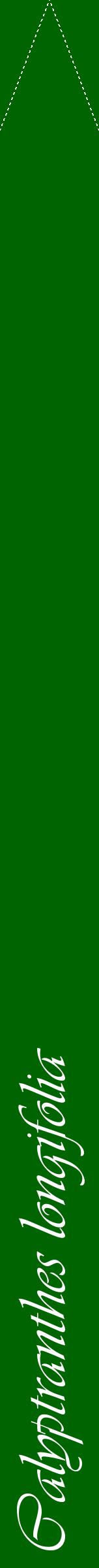 Étiquette de : Calyptranthes longifolia - format b - style blanche8viv avec comestibilité