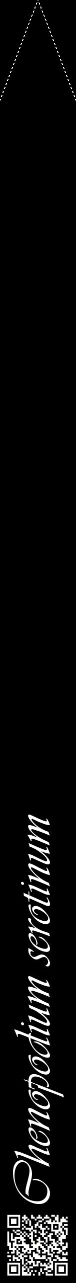 Étiquette de : Chenopodium serotinum - format b - style blanche59viv avec qrcode et comestibilité