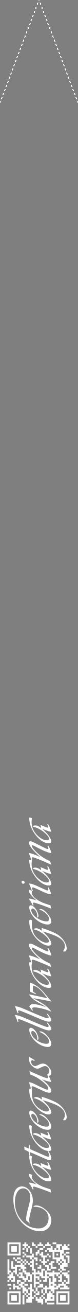 Étiquette de : Crataegus ellwangeriana - format b - style blanche31viv avec qrcode et comestibilité - position verticale