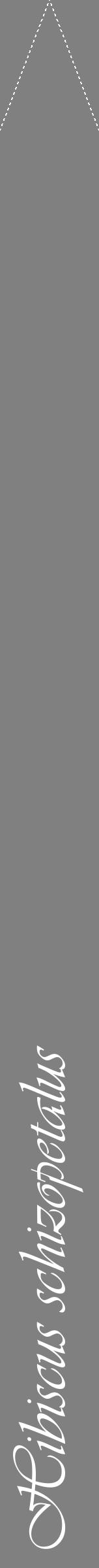 Étiquette de : Hibiscus schizopetalus - format b - style blanche57viv avec comestibilité