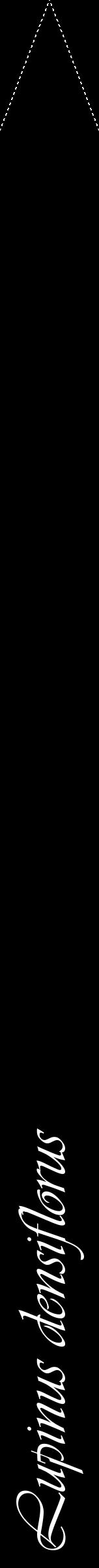 Étiquette de : Lupinus densiflorus - format b - style blanche59viv avec comestibilité