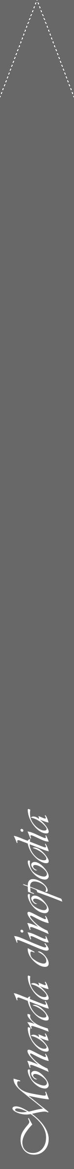 Étiquette de : Monarda clinopodia - format b - style blanche6viv avec comestibilité - position verticale