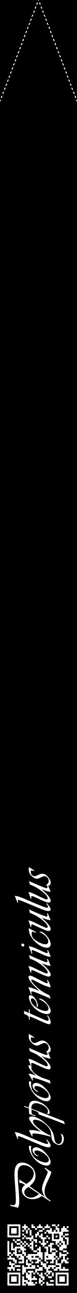 Étiquette de : Polyporus tenuiculus - format b - style blanche59viv avec qrcode et comestibilité