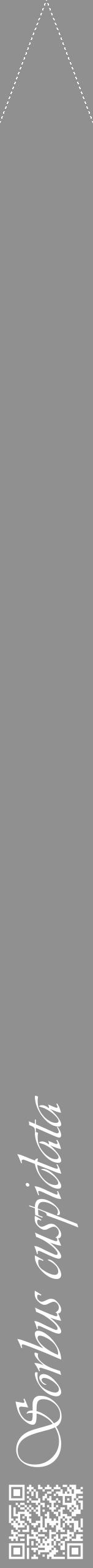 Étiquette de : Sorbus cuspidata - format b - style blanche4viv avec qrcode et comestibilité - position verticale
