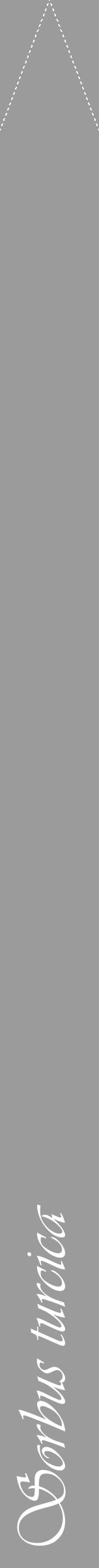 Étiquette de : Sorbus turcica - format b - style blanche52viv avec comestibilité - position verticale
