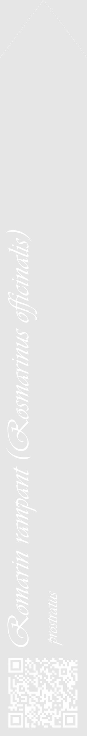 Étiquette de : Rosmarinus officinalis prostratus - format c - style blanche18_simple_simpleviv avec qrcode et comestibilité - position verticale