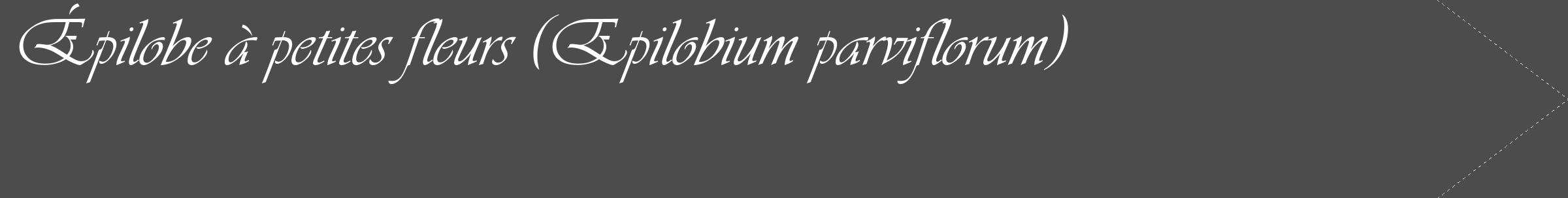 Étiquette de : Epilobium parviflorum - format c - style blanche27_simple_simpleviv avec comestibilité