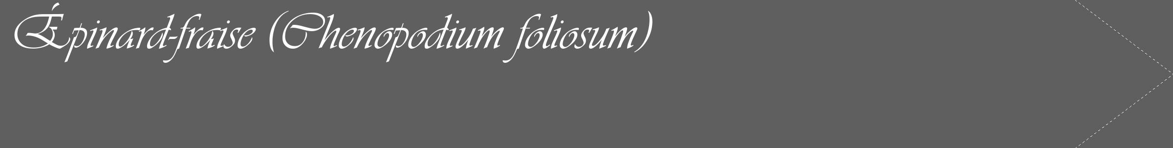 Étiquette de : Chenopodium foliosum - format c - style blanche10_simple_simpleviv avec comestibilité