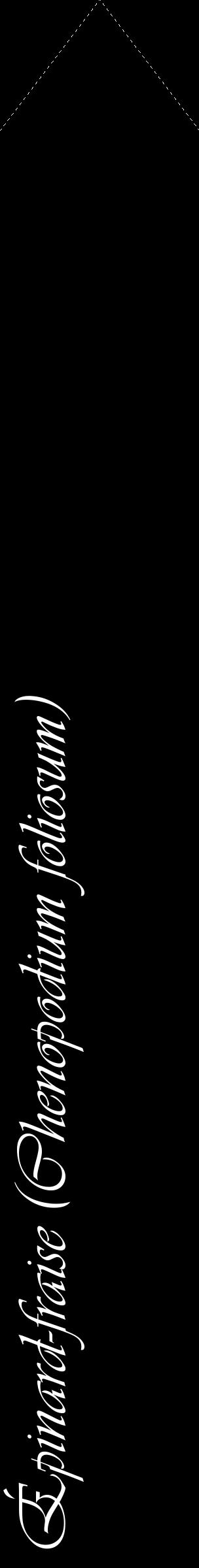 Étiquette de : Chenopodium foliosum - format c - style blanche59_simpleviv avec comestibilité