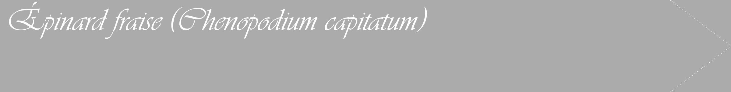 Étiquette de : Chenopodium capitatum - format c - style blanche37_simple_simpleviv avec comestibilité