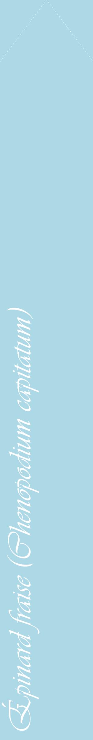 Étiquette de : Chenopodium capitatum - format c - style blanche0_simpleviv avec comestibilité