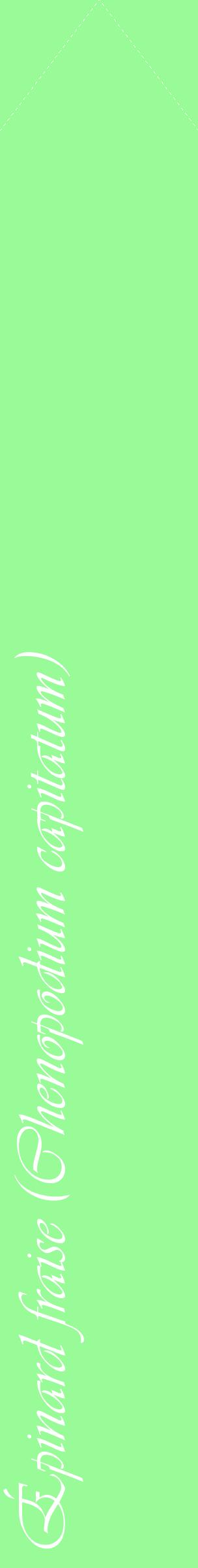 Étiquette de : Chenopodium capitatum - format c - style blanche14_simpleviv avec comestibilité