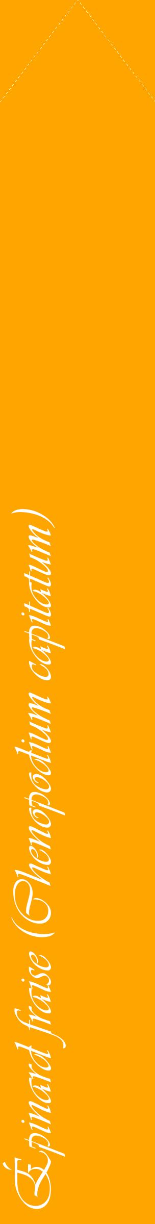 Étiquette de : Chenopodium capitatum - format c - style blanche22_simpleviv avec comestibilité