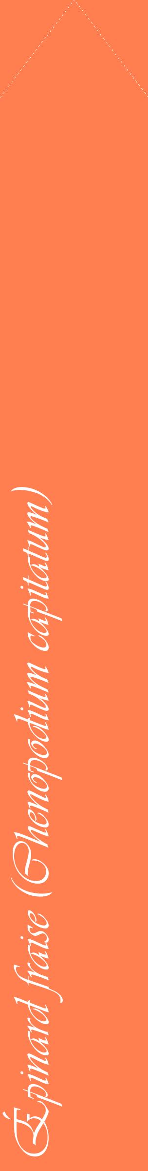 Étiquette de : Chenopodium capitatum - format c - style blanche24_simpleviv avec comestibilité