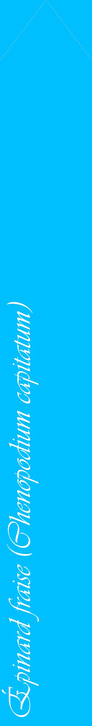 Étiquette de : Chenopodium capitatum - format c - style blanche2_simpleviv avec comestibilité