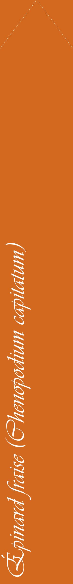 Étiquette de : Chenopodium capitatum - format c - style blanche31_simpleviv avec comestibilité