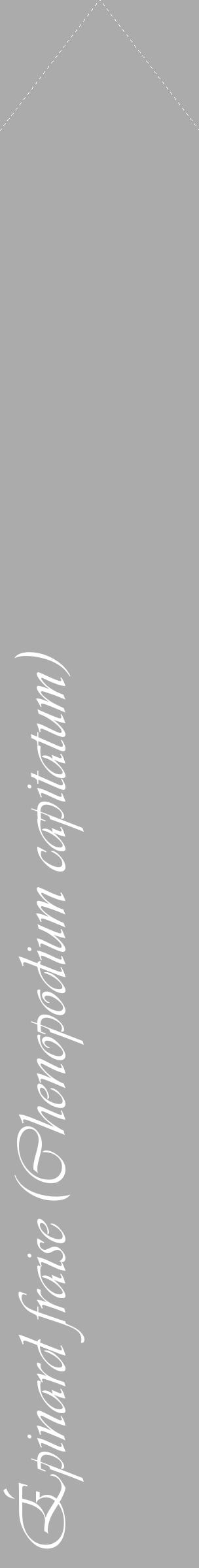 Étiquette de : Chenopodium capitatum - format c - style blanche37_simple_simpleviv avec comestibilité - position verticale