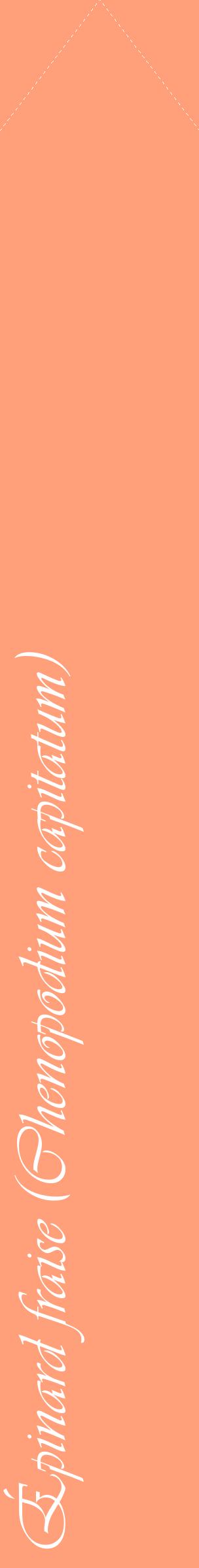 Étiquette de : Chenopodium capitatum - format c - style blanche39_simpleviv avec comestibilité