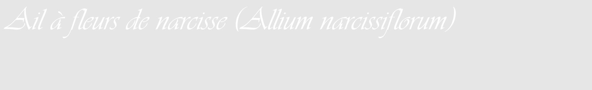 Étiquette de : Allium narcissiflorum - format c - style blanche18_basique_basiqueviv avec comestibilité