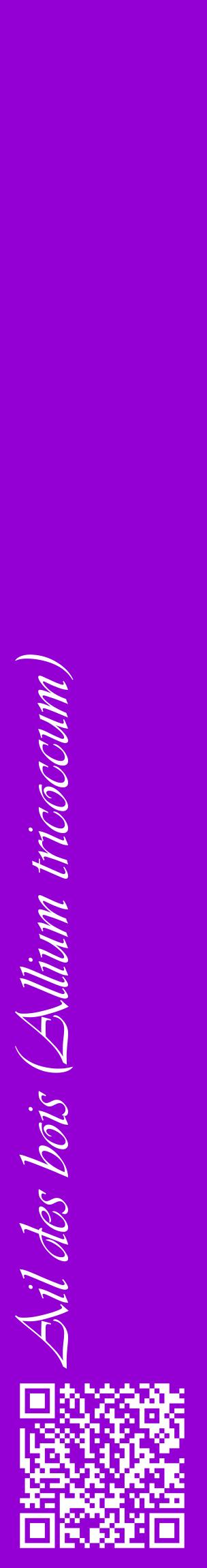 Étiquette de : Allium tricoccum - format c - style blanche48_basiqueviv avec qrcode et comestibilité