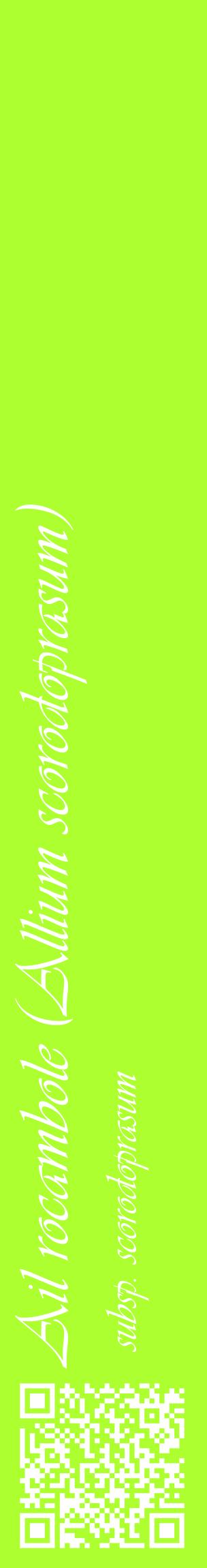 Étiquette de : Allium scorodoprasum subsp. scorodoprasum - format c - style blanche17_basiqueviv avec qrcode et comestibilité