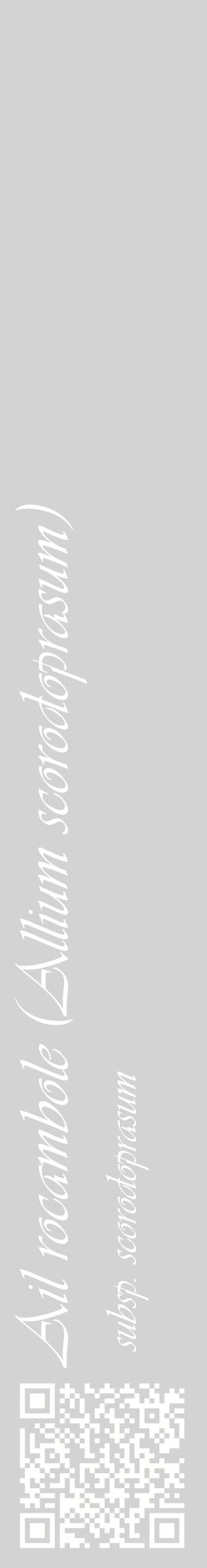 Étiquette de : Allium scorodoprasum subsp. scorodoprasum - format c - style blanche56_basiqueviv avec qrcode et comestibilité