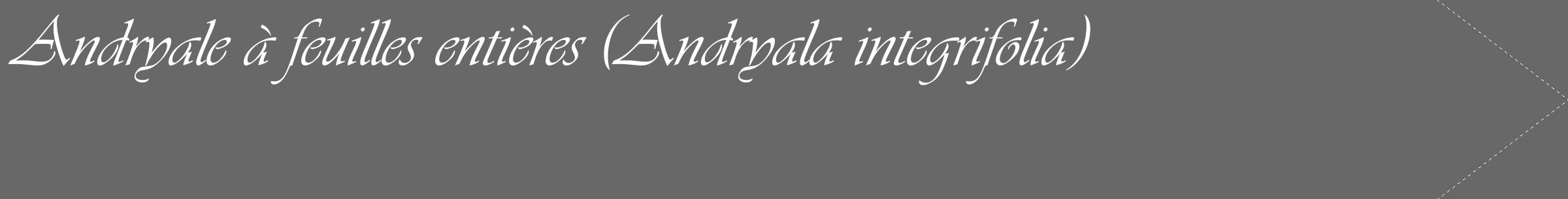 Étiquette de : Andryala integrifolia - format c - style blanche6_simple_simpleviv avec comestibilité