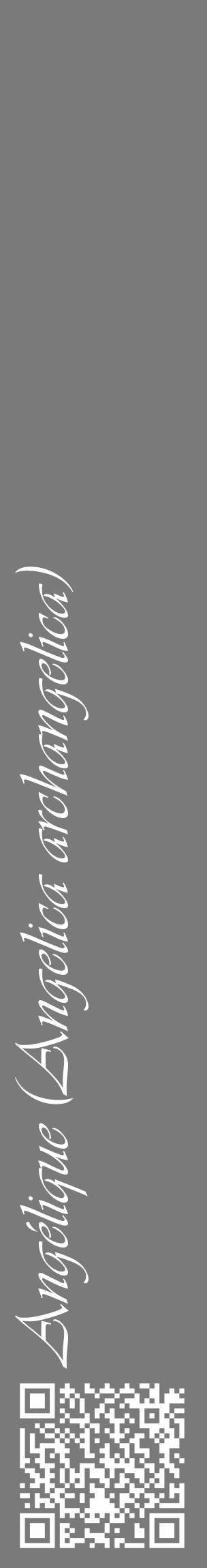 Étiquette de : Angelica archangelica - format c - style blanche3_basique_basiqueviv avec qrcode et comestibilité - position verticale