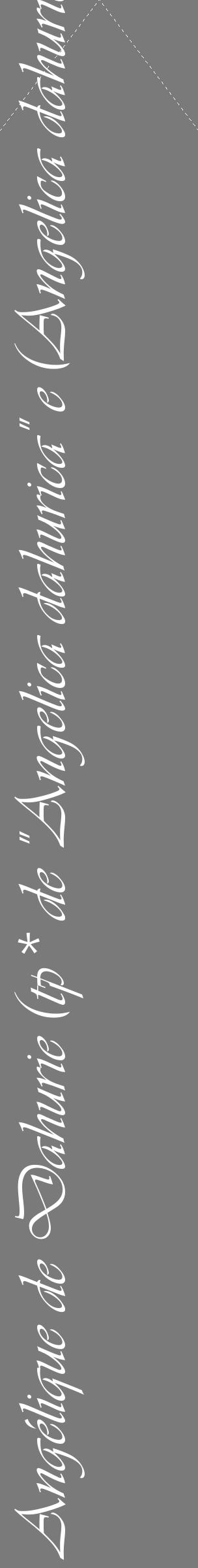 Étiquette de : Angelica dahurica - format c - style blanche3_simple_simpleviv avec comestibilité - position verticale