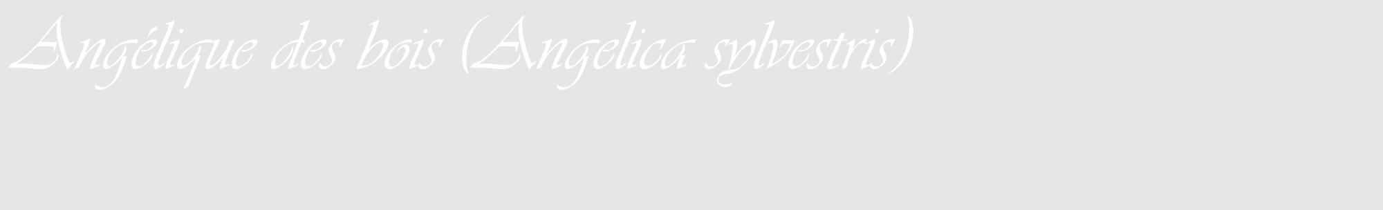 Étiquette de : Angelica sylvestris - format c - style blanche18_basique_basiqueviv avec comestibilité