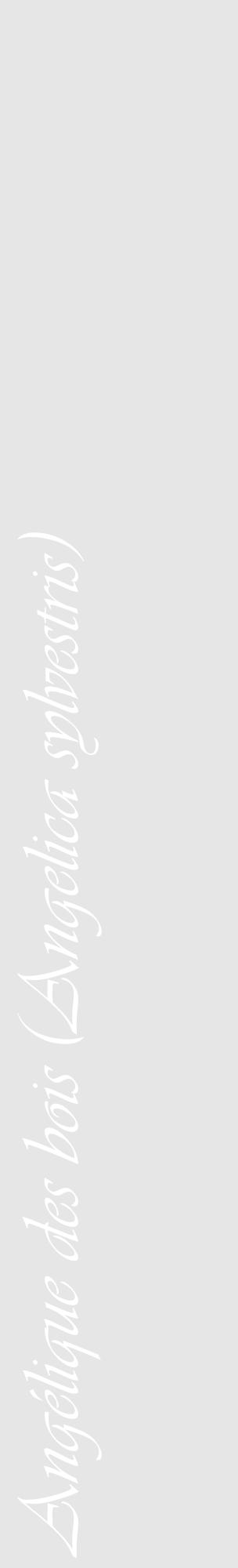 Étiquette de : Angelica sylvestris - format c - style blanche18_basique_basiqueviv avec comestibilité - position verticale