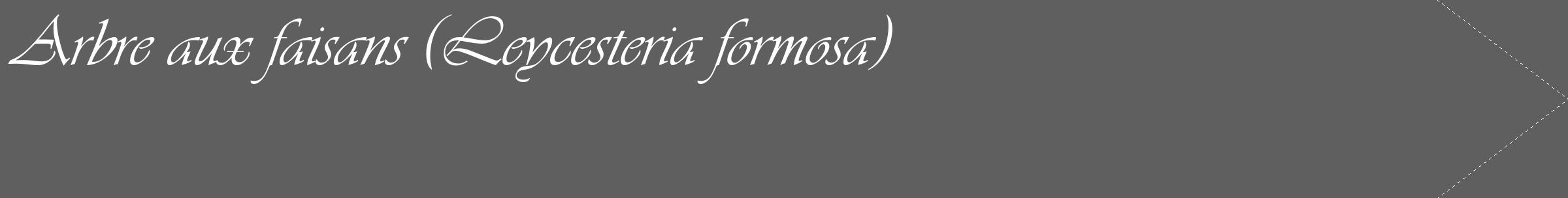 Étiquette de : Leycesteria formosa - format c - style blanche10_simple_simpleviv avec comestibilité