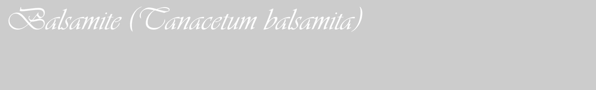 Étiquette de : Tanacetum balsamita - format c - style blanche0_basique_basiqueviv avec comestibilité