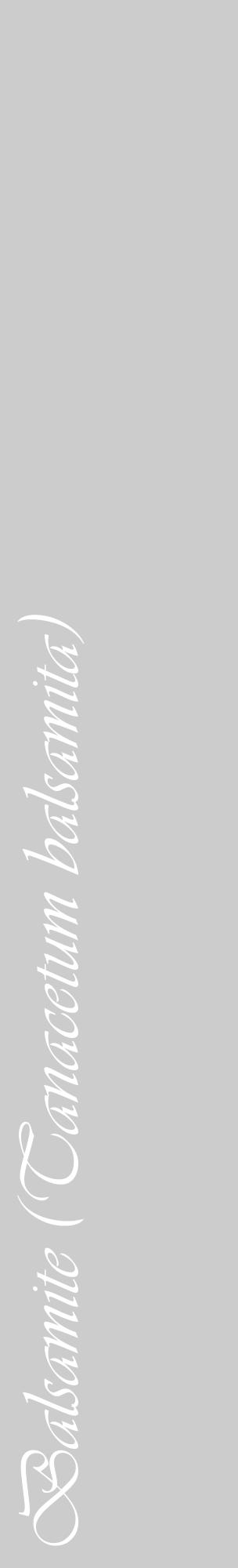 Étiquette de : Tanacetum balsamita - format c - style blanche0_basique_basiqueviv avec comestibilité - position verticale
