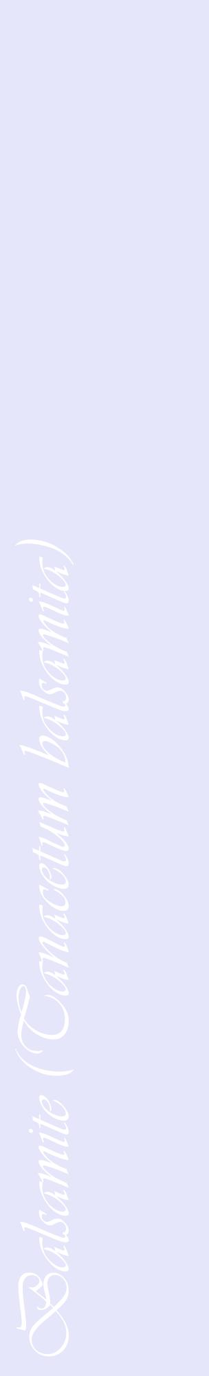 Étiquette de : Tanacetum balsamita - format c - style blanche55_basiqueviv avec comestibilité