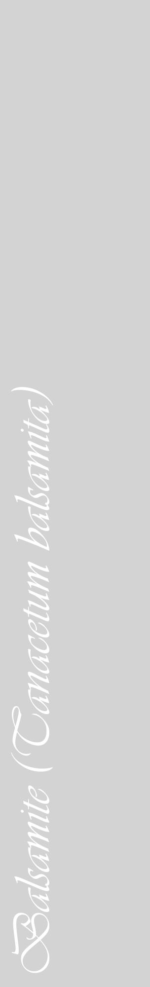 Étiquette de : Tanacetum balsamita - format c - style blanche56_basiqueviv avec comestibilité