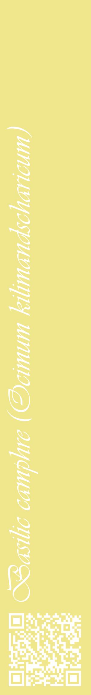 Étiquette de : Ocimum kilimandscharicum - format c - style blanche20_basiqueviv avec qrcode et comestibilité