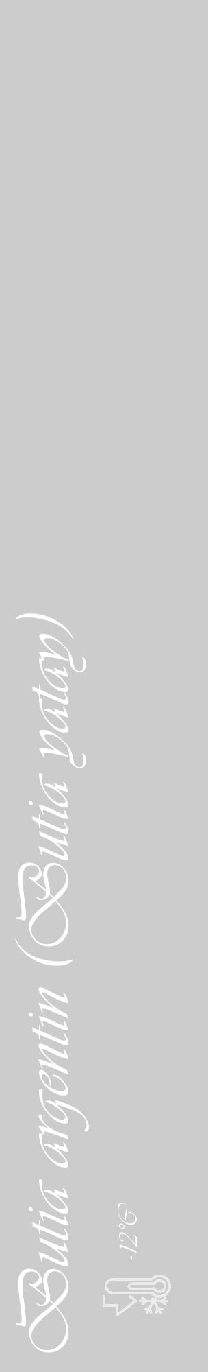 Étiquette de : Butia yatay - format c - style blanche0_basique_basiqueviv avec comestibilité - position verticale
