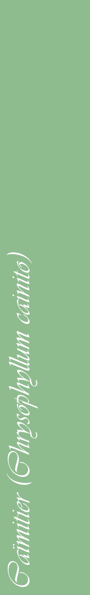 Étiquette de : Chrysophyllum cainito - format c - style blanche13_basiqueviv avec comestibilité