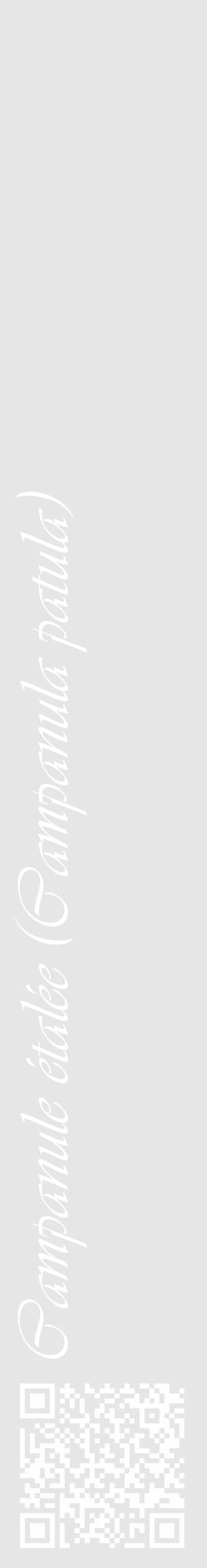 Étiquette de : Campanula patula - format c - style blanche18_basique_basiqueviv avec qrcode et comestibilité - position verticale
