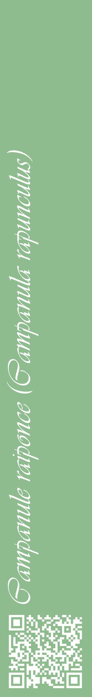 Étiquette de : Campanula rapunculus - format c - style blanche13_basiqueviv avec qrcode et comestibilité